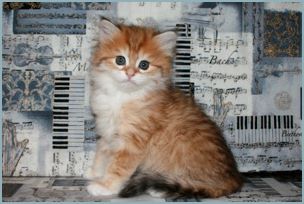 Female Siberian Kitten from Deedlebug Siberians